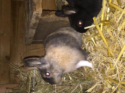 Bild zu By the way: das 2. Kaninchen ist da seit gestern - Baby Forum - Allgemeine Themen