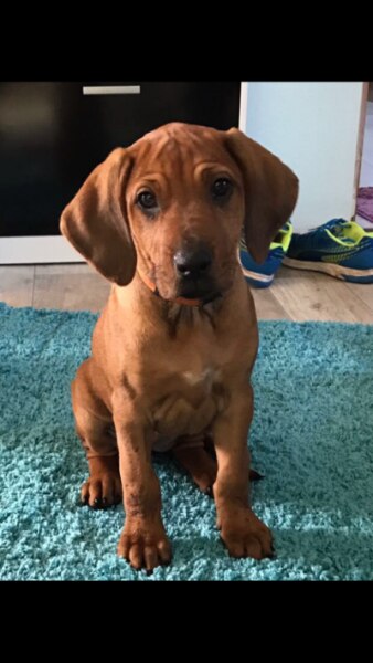 Bild zu Guckt mal, die Süße ist bei meiner Schwester eingezogen....😍😍😍 - Baby Forum - Allgemeine Themen