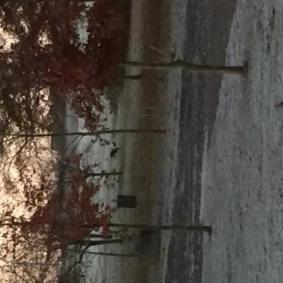 Bild zu Die ersten Rehe im "Garten" !! - Baby Forum - Allgemeine Themen