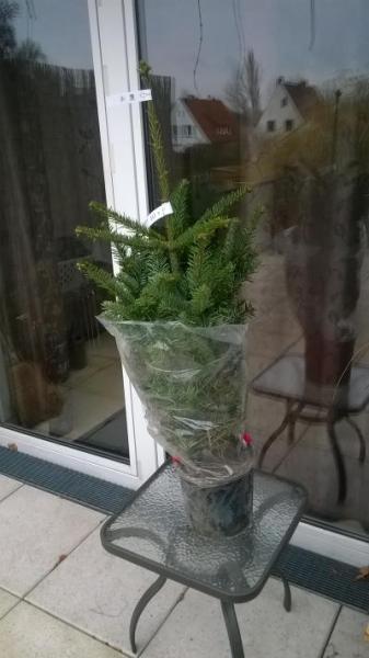 Bild zu unser Weihnachtsbaum:) - Baby Forum - Allgemeine Themen
