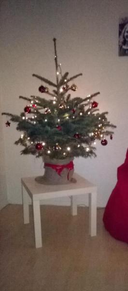 Bild zu unser kleiner knuffiger Baum;-) - Baby Forum - Allgemeine Themen