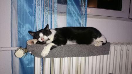 Bild zu