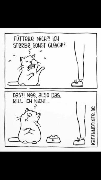 Bild zu An alle Katzenbesitzer: 😂😂😂 - Baby Forum - Allgemeine Themen