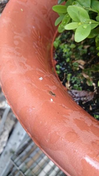 Bild zu Gartenwissende hier? Schädlinge? - Baby Forum - Allgemeine Themen