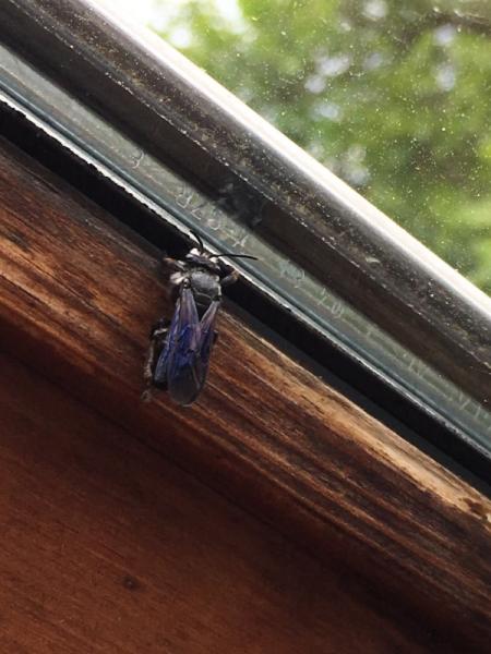 Bild zu Insektenfrage - Baby Forum - Allgemeine Themen