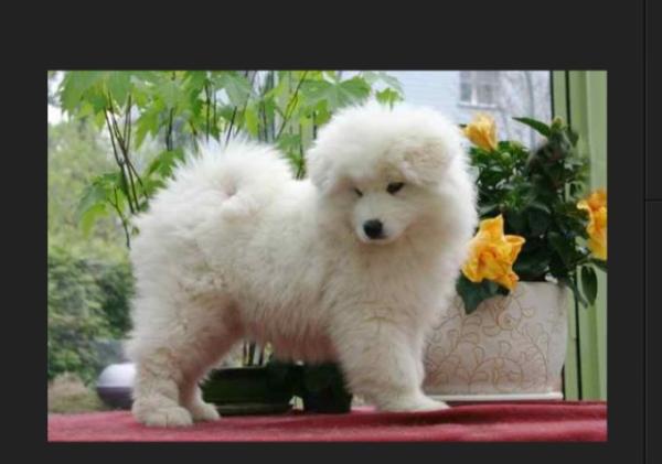 Bild zu Hunderasse Frage - Eisbärhund?! - Baby Forum - Allgemeine Themen