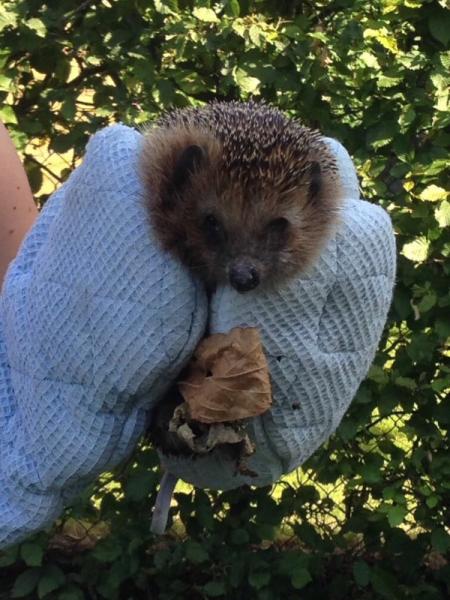 Bild zu Oh.....wir hatten gerade Besuch im Garten...... - Baby Forum - Allgemeine Themen