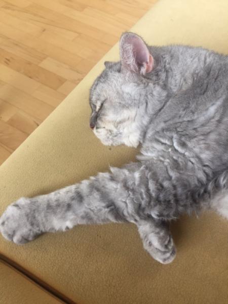 Bild zu Umfrage an die Katzenbesitzer - Baby Forum - Allgemeine Themen
