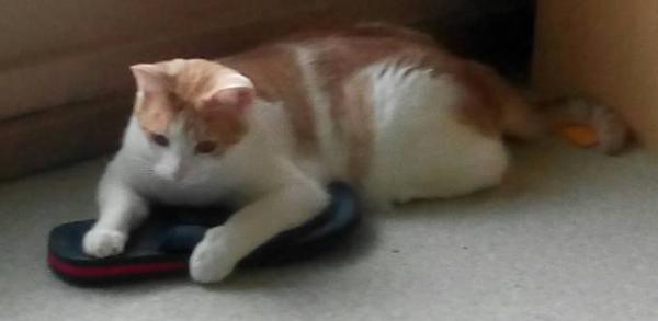 Bild zu Kater Keks - Baby Forum - Allgemeine Themen