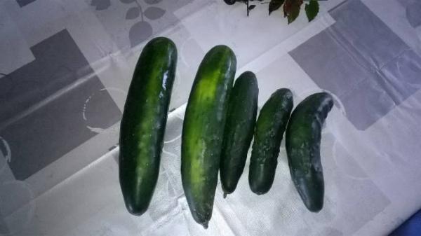 Bild zu hmm...was fur ein Gemüse ist das? Salatgurke? - Baby Forum - Allgemeine Themen