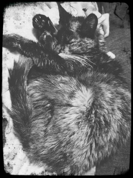 Bild zu Katze wurde heute eingeschläfert - Baby Forum - Allgemeine Themen