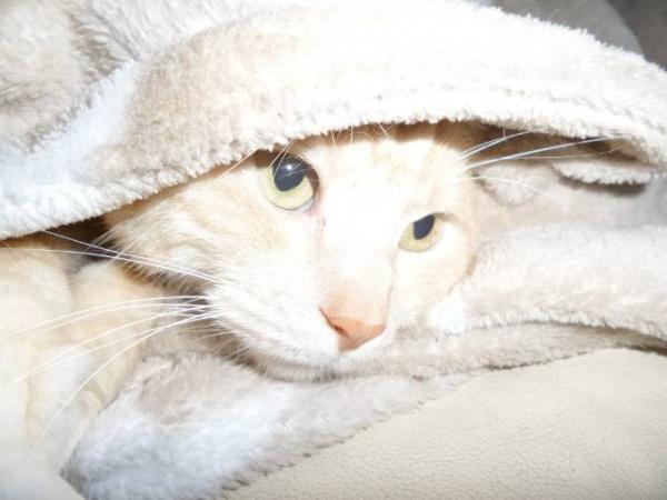 Bild zu Zeigt her eure Katzen - Baby Forum - Allgemeine Themen
