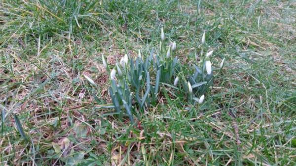 Bild zu Für alle, die den Frühling herbei sehnen... - Baby Forum - Allgemeine Themen