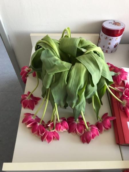 Bild zu Wenn Blumen Gefühle widerspiegeln.....😂 - Baby Forum - Allgemeine Themen