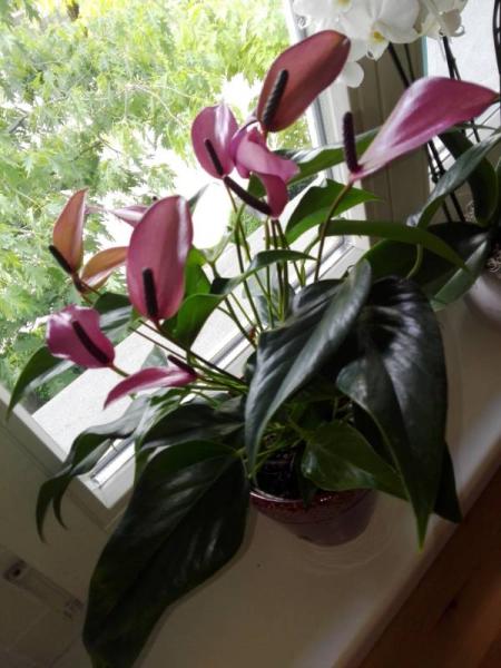Bild zu Blumenname - Baby Forum - Allgemeine Themen