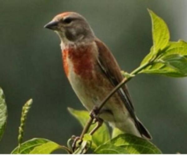 Bild zu Vogelkenner hier? - Baby Forum - Allgemeine Themen