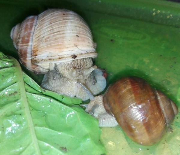 Bild zu Schnecken - Baby Forum - Allgemeine Themen