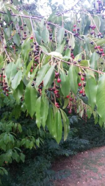 Bild zu Pflanzenfrage: Um welchen Baum handelt es sich? - Baby Forum - Allgemeine Themen
