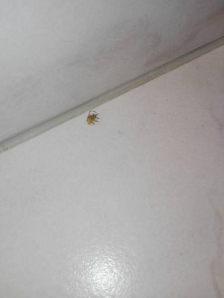 Bild zu Was ist das für eine Spinne/insekt? - Baby Forum - Allgemeine Themen