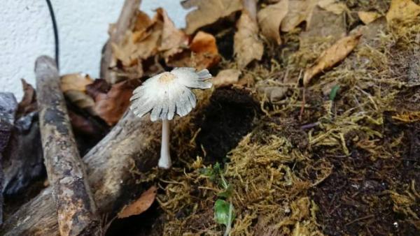 Bild zu 🍄 Pilz - Baby Forum - Allgemeine Themen