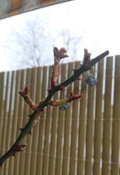 Bild zu Update Balkonkletterrose - Baby Forum - Allgemeine Themen