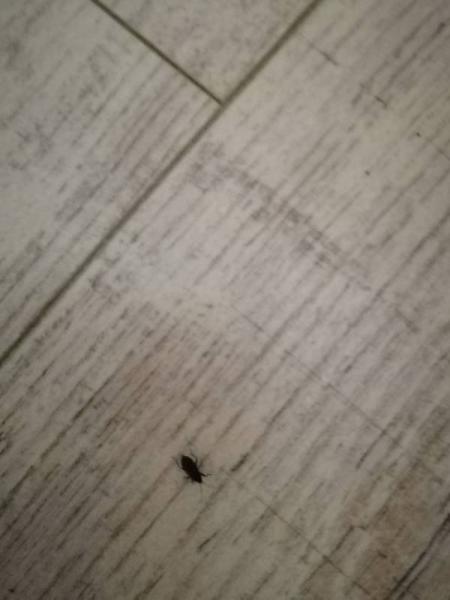 Bild zu Insektenexperten hier? - Baby Forum - Allgemeine Themen
