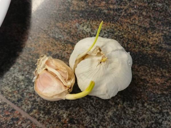 Bild zu Knoblauch Keimt - Baby Forum - Allgemeine Themen