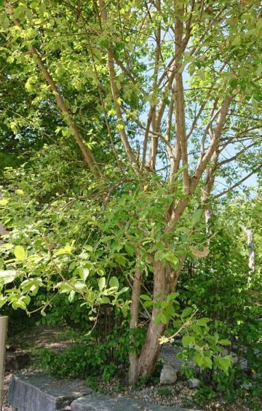 Bild zu Baum - Baby Forum - Allgemeine Themen