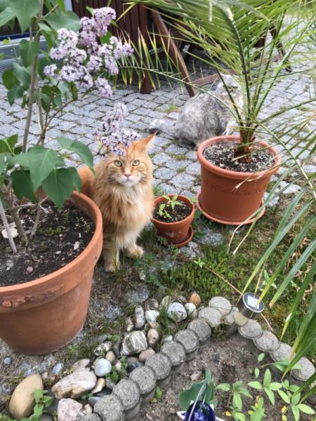 Bild zu