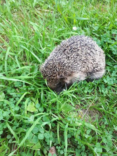 Bild zu Hat jemand schon mal Igel gepflegt? - Baby Forum - Allgemeine Themen