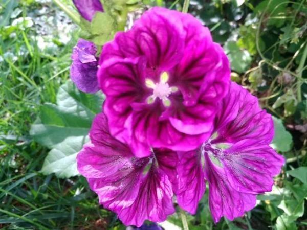 Bild zu Pflanze im Garten - Baby Forum - Allgemeine Themen