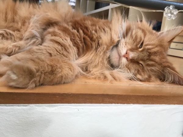 Bild zu Leiden eure Katzen und Hunde bei der Wärme auch so? - Baby Forum - Allgemeine Themen