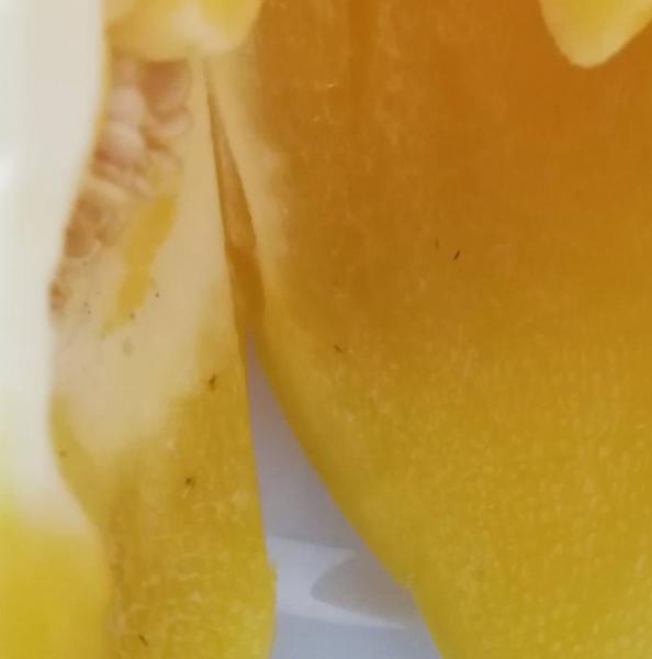 Bild zu Tierchen in Paprika - Baby Forum - Allgemeine Themen