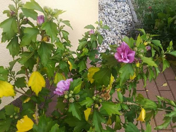 Bild zu Ist das Hibiskus? - Baby Forum - Allgemeine Themen