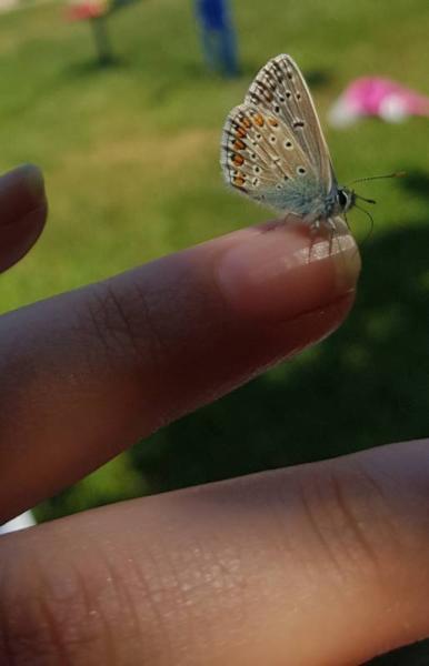 Bild zu Schmetterling - Baby Forum - Allgemeine Themen