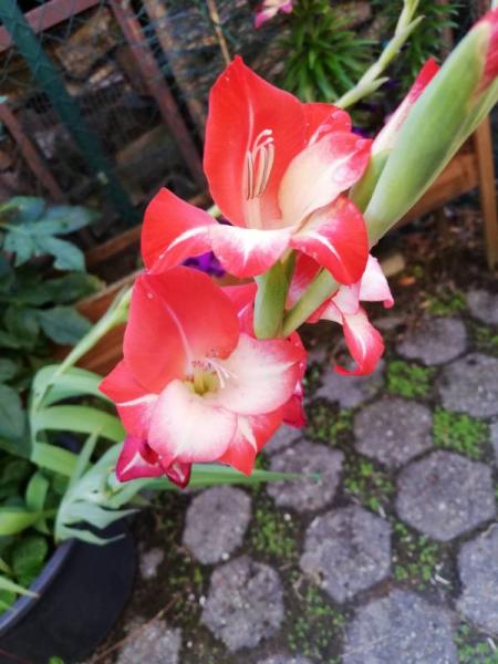 Bild zu Welche Blume ist das? - Baby Forum - Allgemeine Themen