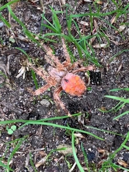 Bild zu Hilfe! Was ist das fur eine Spinne?! ACHTUNG Bild! - Baby Forum - Allgemeine Themen