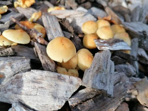 Bild zu Pilz Kenner hier? - Baby Forum - Allgemeine Themen