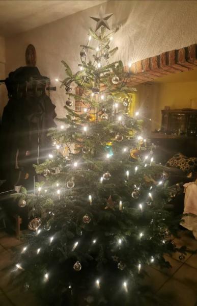 Bild zu Und hier unser diesjähriger Baum. - Baby Forum - Allgemeine Themen