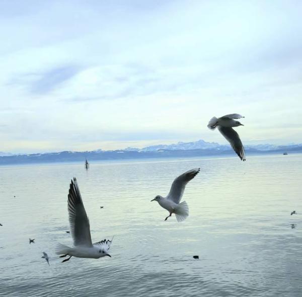 Bild zu