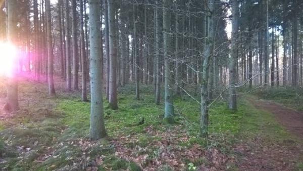 Bild zu