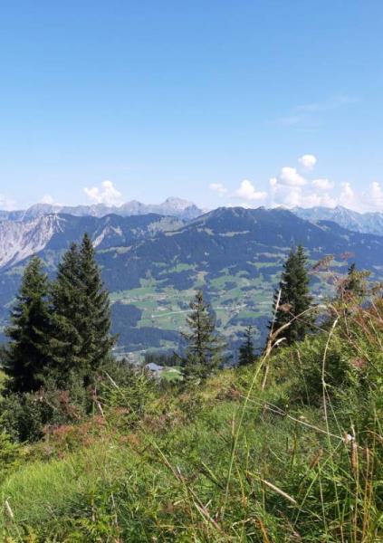 Bild zu