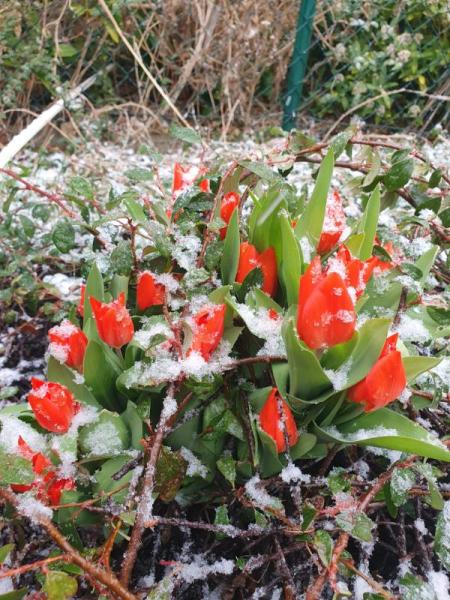 Bild zu Schnee - Baby Forum - Allgemeine Themen