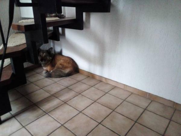 Bild zu Eine Runde Mitleid bitte für unseren Hund - Baby Forum - Allgemeine Themen