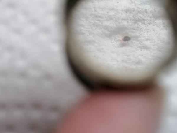 Bild zu Mini Käfer, kaum mit blossem Auge erkennbar - Baby Forum - Allgemeine Themen
