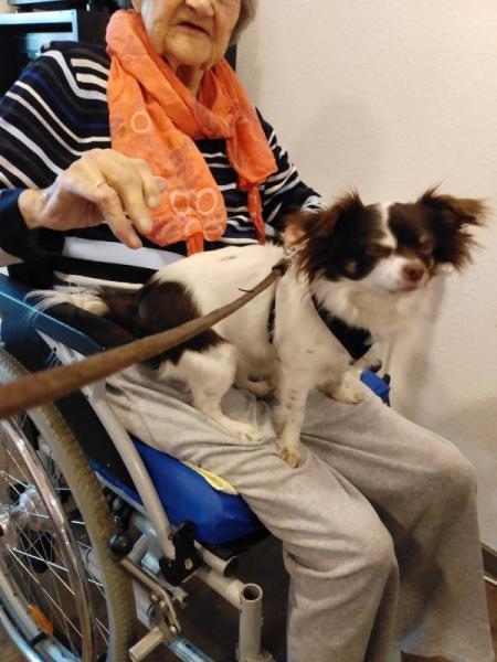Bild zu Dringende Frage bezüglich Hund-Chihuahua - Baby Forum - Allgemeine Themen