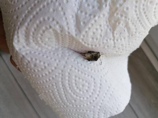 Bild zu Was ist das für ein Käfer? - Baby Forum - Allgemeine Themen