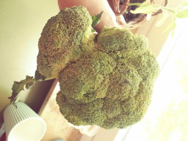 Bild zu Kann man den noch essen? - Baby Forum - Allgemeine Themen