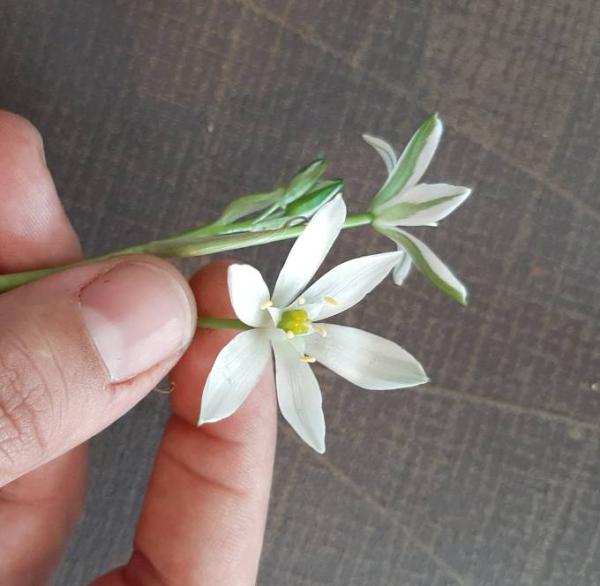 Bild zu Was für eine Blume ist das? - Baby Forum - Allgemeine Themen