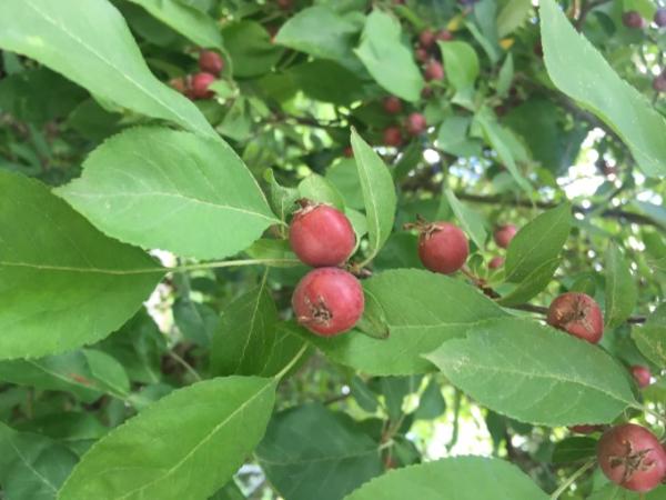 Bild zu Kann mir einer sagen was das ist? - Baby Forum - Allgemeine Themen